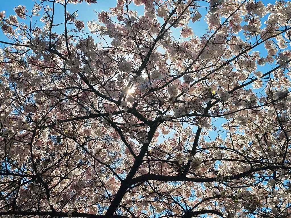 An image of a flowering tree in Waterfront Park in Portland. The petals are light pink and the sky is a clear blue - the sun is hidden behind the branches.